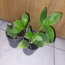 Wandering Jew Green PACK OF 2 Live Plant BY IZHAR
