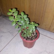 Big Leaf Jade Plant BY IZHAR