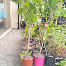 Hibiscus Plant Live Plant 2.5 TO 3 FEET Mix Colour BY IZHAR