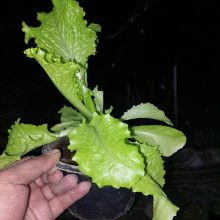 Green Lettuce Plant (Live Plant)