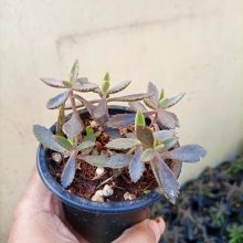 Kalanchhoe (mother of thousands) succulent plant BY IZHAR