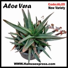 Aloe Vera New Rare Variety Live Plant C:AL09