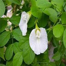 Butterfly Pea White Rare Flower Seeds