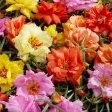 Portulaca Mix Flower Seeds imported