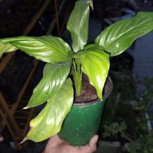 Indoor Peace Lily Live Plant 6 inches POT