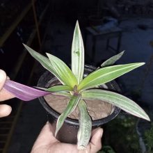 Rhoeo tricolor Live Plant BY HAMZA EXPRESS