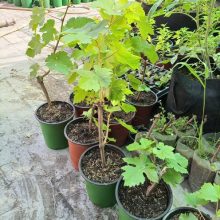 Thompson Grape Plant Fruiting Plant BY HAMZA EXPRESS