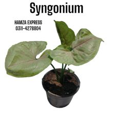 Syngonium Live Plant Rare Variety