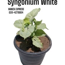 Syngonium White Live PLant New Variety