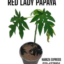 Red Lady Papaya Live Plant Hybrid