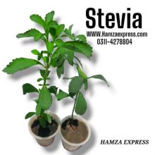 Stevia Live Plant  (ONLY FOR LAHORE)