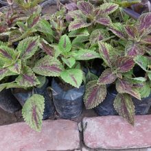 Coleus Plant Beautiful Colour Live Plant PACK OF 2