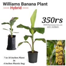 Banana Live Plant Williams Hybrid Variety