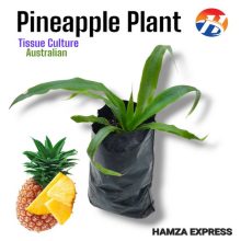 01 Pineapple Plant Australian Variety Hybrid Live Plant