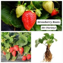 A+ Strawberry Roots ( Pack Of 10 ) Dir Variety