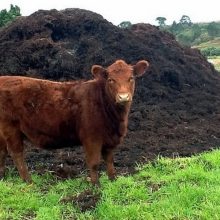 Cow Dung 1kg Bag Organic Fertilizer For Plants