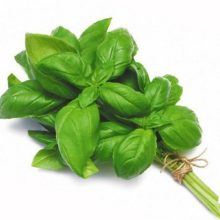 Green Basil Herb Seeds BY HAMZA EXPRESS