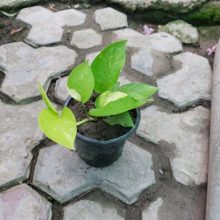 Money Plant Light Green Live Plant BY HAMZA EXPRESS