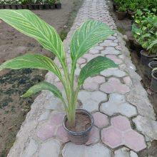 Canna Lily Live Plant BY HAMZA EXPRESS