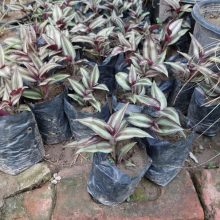 Wandering Jew Live Plant Pack of 2 BY HAMZA EXPRESS