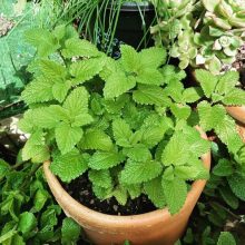 Lemon Balm Herb Seeds BY HAMZA EXPRESS