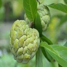 Custard Apple Seeds Fruit Seeds BY HAMZA EXPRESS