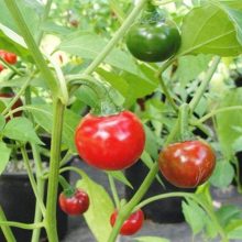 Cascabel Pepper Seeds Vegetable Seeds BY HAMZA EXPRESS