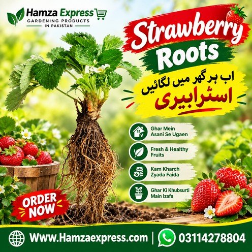 Strawberry Roots Pack of 10 – Dir Variety | Hamza Express