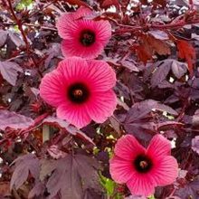 Cranberry Hibiscus Seeds BY HAMZA EXPRESS