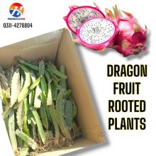 Dragon Fruit Live Rooted Plant 5 TO 6 inch IMPORTED