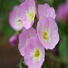 Oenothera ( Pink ladies ) Flower Seeds BY HAMZA EXPRESS