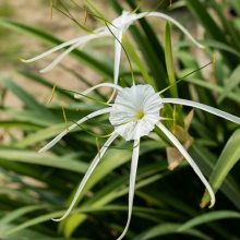 Spider Lilly White Flower Bulb PACK OF 1 BY HAMZA EXPRESS