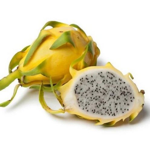 Dragon Fruit Yellow Live Rooted Plant 8 TO 12 inch IMPORTED