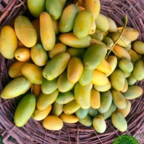 Multan Dusehri Mango Export Quality 10KG Box BY HAMZA EXPRESS