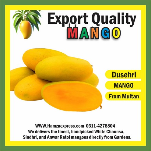 Multan Dusehri Mango Export Quality 10KG Box BY HAMZA EXPRESS