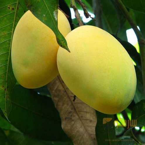 Fajri Mango Export Quality 10Kg Box BY HAMZA EXPRESS