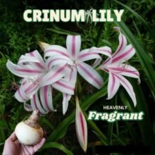 Crinum Lily Single Bulb Heavenly Fragrant Pack Of 1