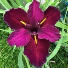 Louisiana Iris Red Velvet Pack Of 1 Bulb Imported