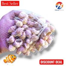 Seashell For Fish Aquarium And For Decoration Small Size BY HAMZA EXPRESS