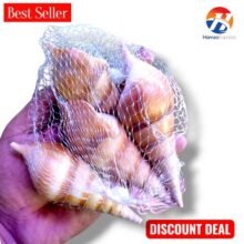 Seashell For Fish Aquarium And For Decoration Large Size BY HAMZA EXPRESS