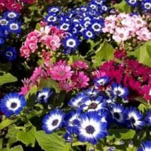 Cineraria Flower Seeds Mix Colour BY HAMZA EXPRESS
