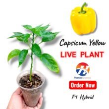 Capsicum Yellow Plant Live Plant Vegetable Gardening BY HAMZA EXPRESS