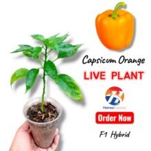 Capsicum Orange Plant Live Plant Vegetable Gardening BY HAMZA EXPRESS