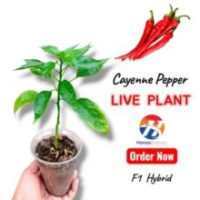 Cayenne Pepper Plant Live Plant Vegetable Gardening BY HAMZA EXPRESS
