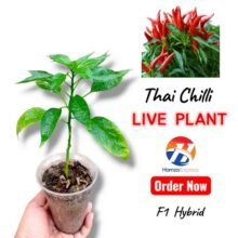 Thai Chilli Plant Live Plant Vegetable Gardening BY HAMZA EXPRESS