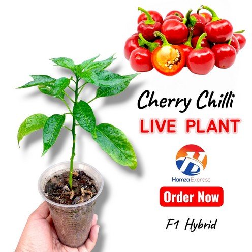 Cherry Chilli Plant Live Plant Vegetable Gardening BY HAMZA EXPRESS