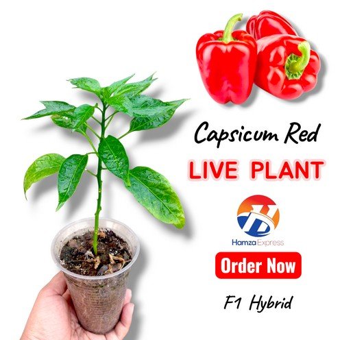 Capsicum Red Plant Live Plant Vegetable Gardening BY HAMZA EXPRESS