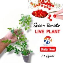 Spoon Tomato Plant Live Plant Vegetable Gardening BY HAMZA EXPRESS